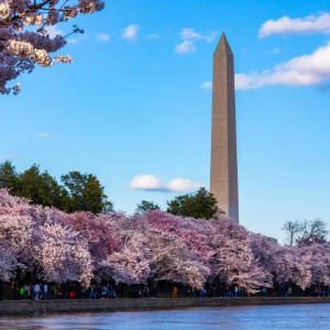 Washington Monument during Cherry Blossom Festival