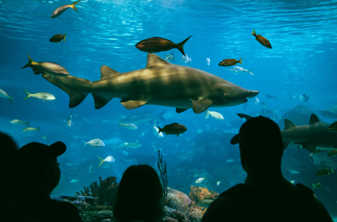 people observing the sharks at ripley aquarium