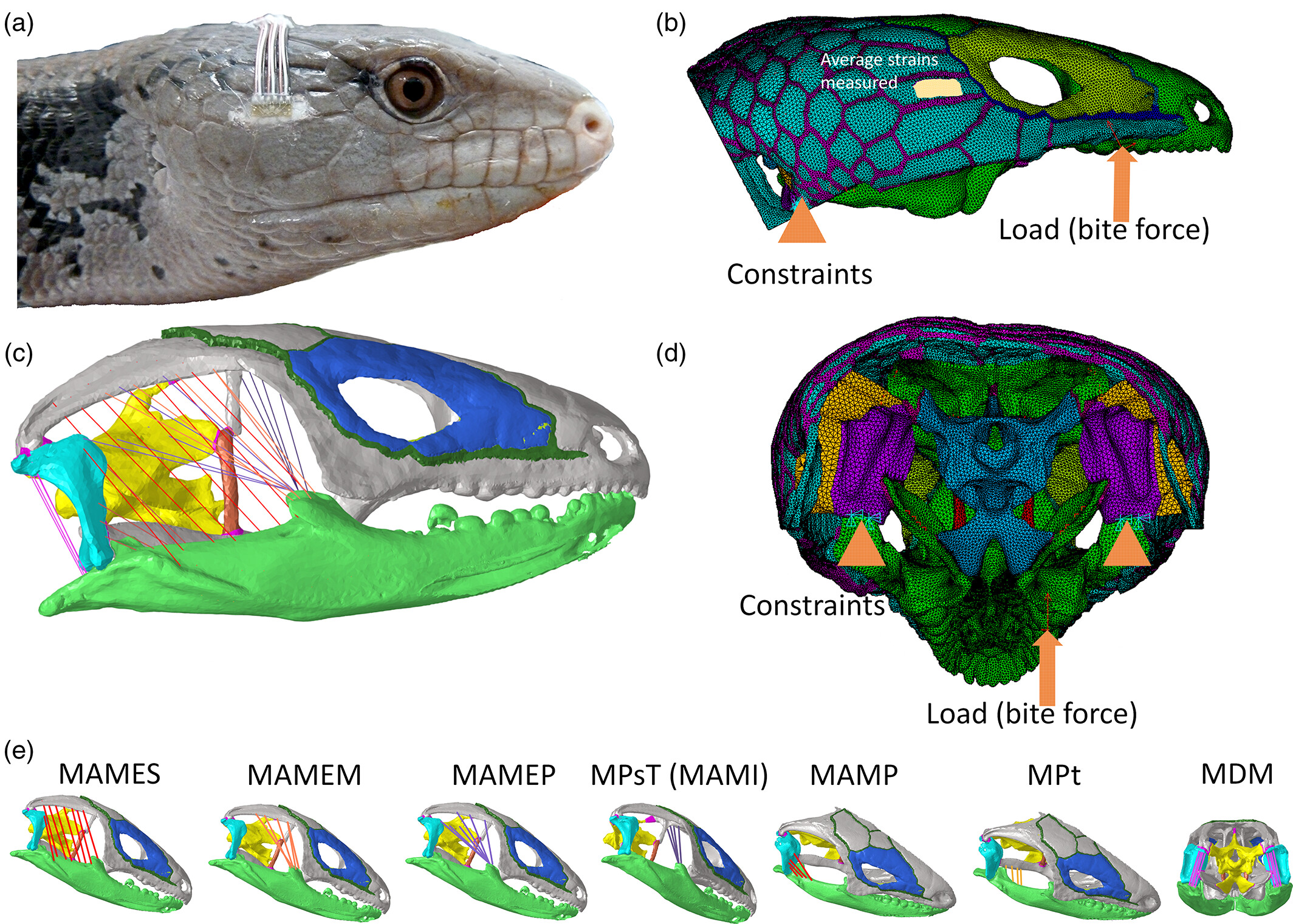 cross section figure of a snake courtesy of Anatomical Record