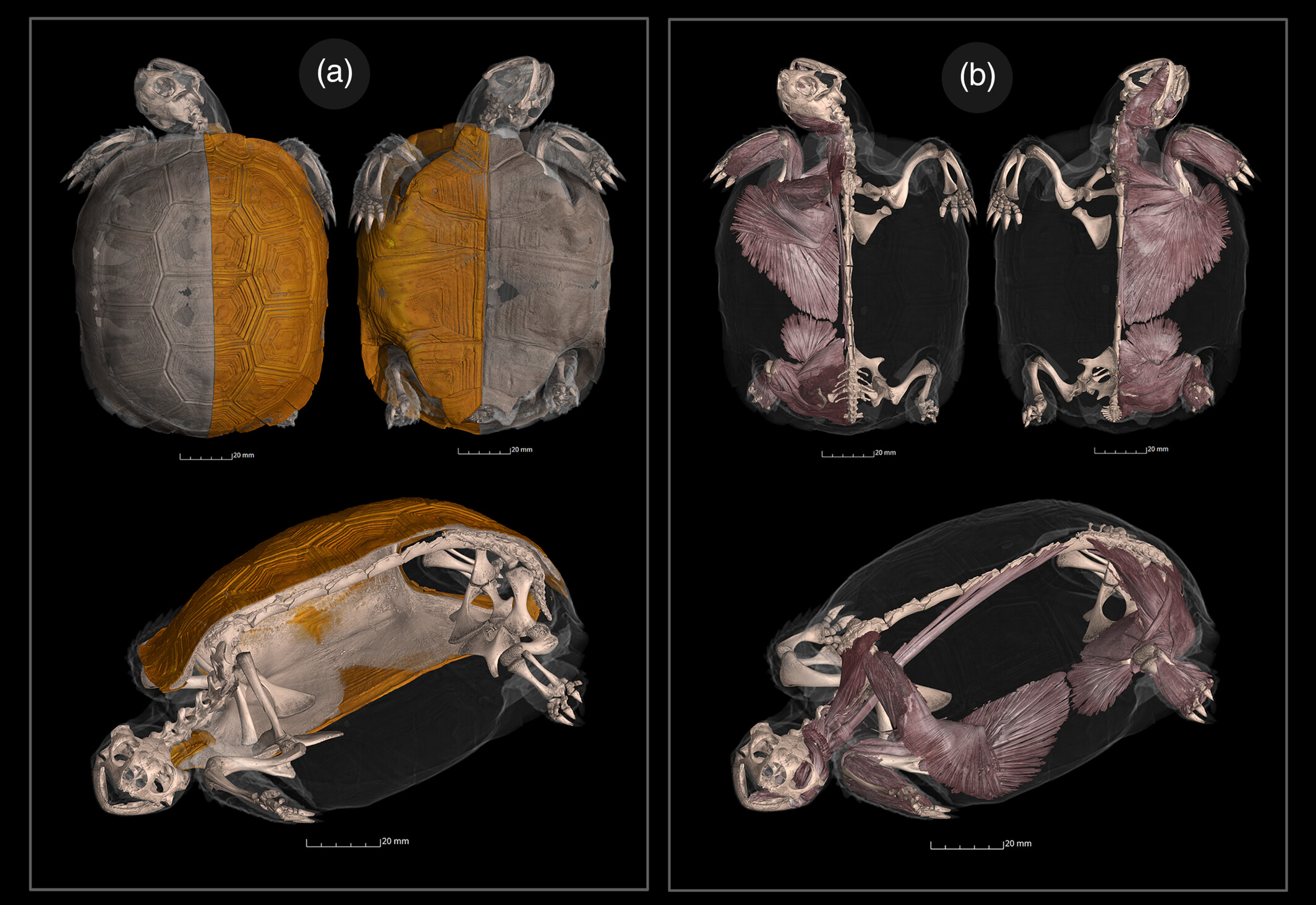 Images of a cross section of turtles courtesy of Anatomical Record